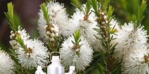Tea Tree Oil