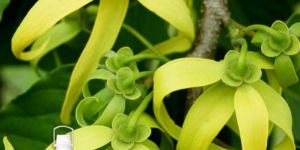 Ylang Ylang Oil