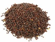 Mustard Seeds