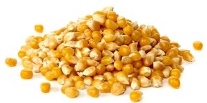 Maize (Makka)