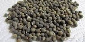 Bhindi Seeds