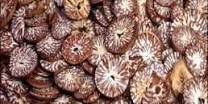 Betel Nuts