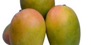 Kutch Kesar Mangoes