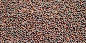 Black Mustard Seeds