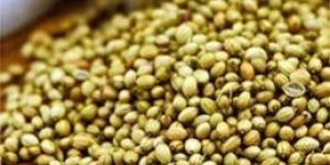 Coriander Seeds