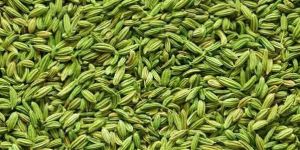 Fennel Seeds