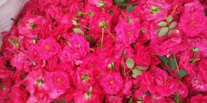 Fresh Light Pink Button Rose Flowers