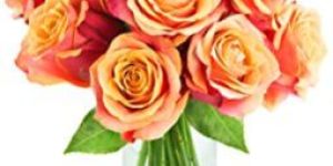 Fresh Orange Button Rose Flowers