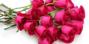 Fresh Pink Cut Rose Flowers