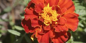 Fresh Red Marigold Flowers