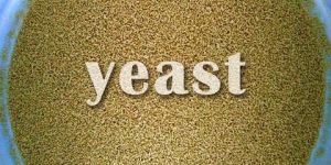 Active Dried Yeast