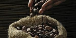 Cocoa Beans