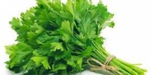Fresh Coriander Leaves