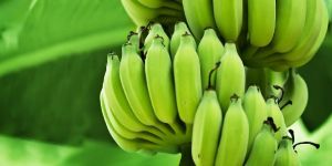 Fresh Green Banana