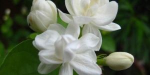 Fresh Jasmine Flowers