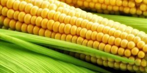 Yellow Maize