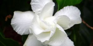 Fresh Tagar Flowers