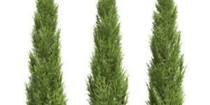 Cypress Plant
