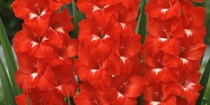 Double Gladioli Flower