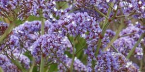 Limonium Flower