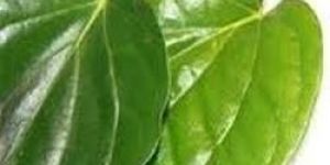 Betel Leaf