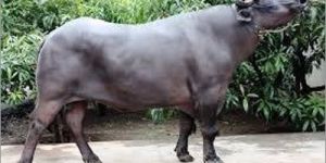 Black Murrah Buffalo