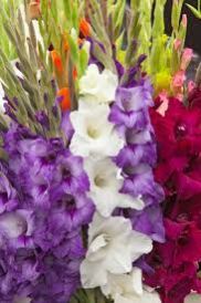 Fresh Gladiolus Flowers