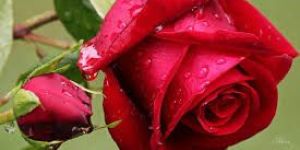 Fresh Red Rose Flowers