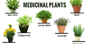 Medicinal Plant