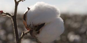 Raw Cotton