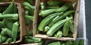 Okra
