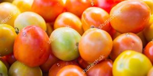 Tomato