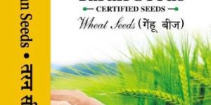 Certified Wheat Seed