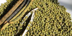 Green Mung Bean