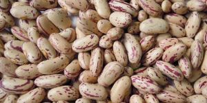 Sparkle Kidney Beans