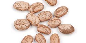 Pinto Bean