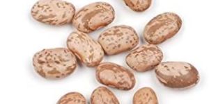 Pinto Beans