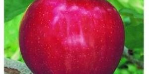 Red Gala Apple