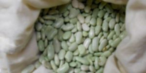 Fava Beans