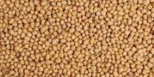 Sorghum Seeds