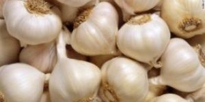 Fresh Garlic