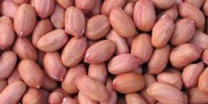 Groundnut Kernels