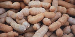 Tamarind Pods