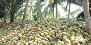 Garden Fresh Coconuts