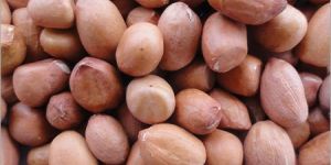 Groundnut Kernels
