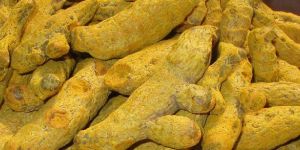 Turmeric Finger