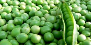 Green Pea Seeds