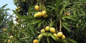 Kalapani Mangoes