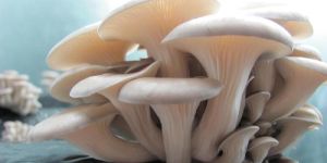 Mushroom Cultivation Training Services