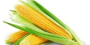 Yellow Maize